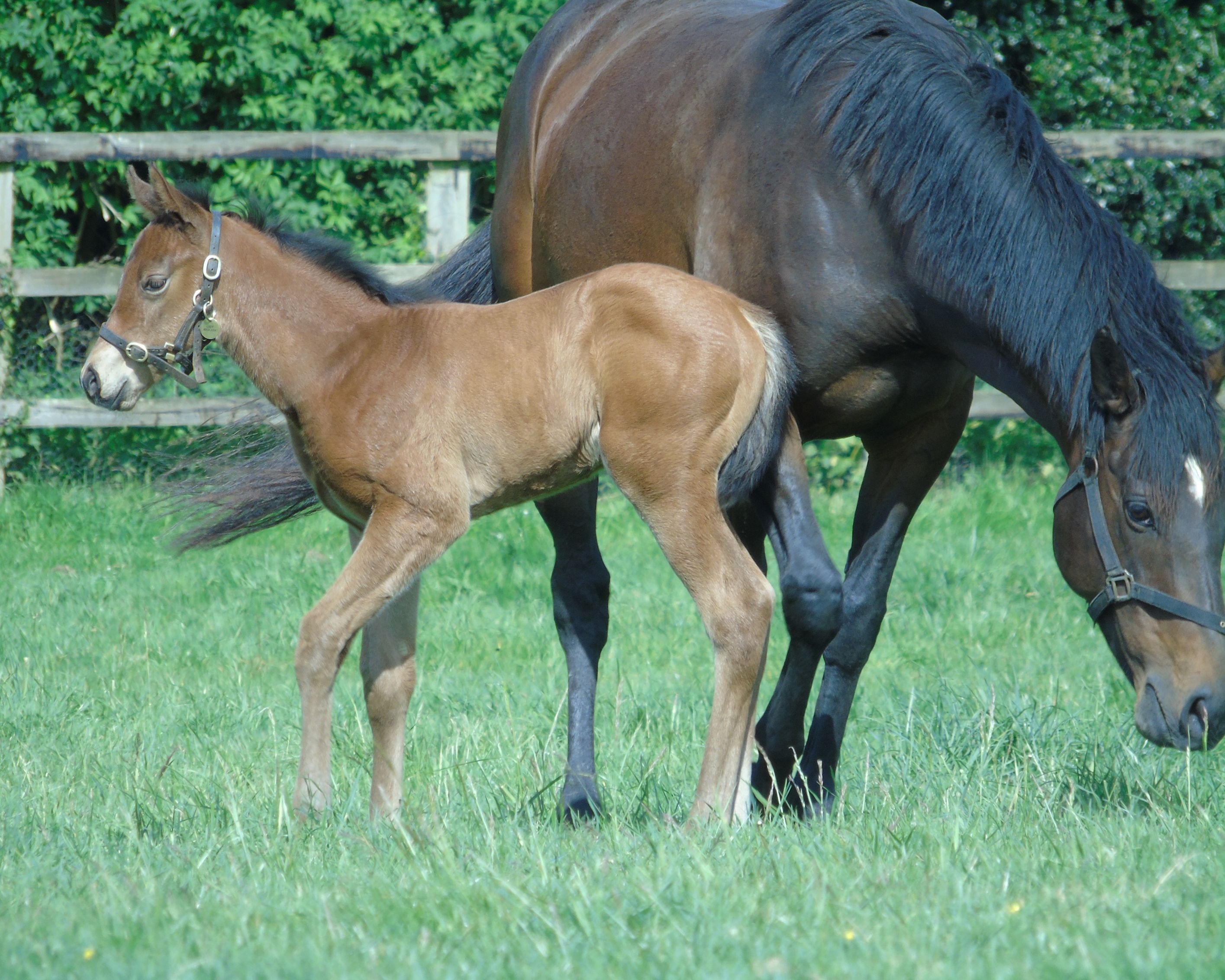 2026 filly by Harry Angel
